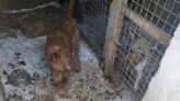 Vet barred from keeping dogs after Irish Terriers found 'living in filth'