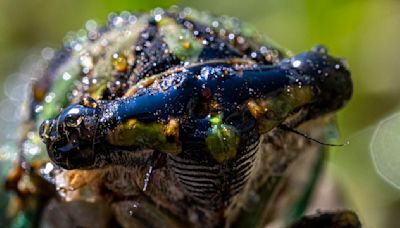 Cicadas come with an itchy pest — tiny mites that can cause rashes