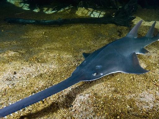 Florida intensifica la investigación sobre el fenómeno marino que afecta a especies en peligro
