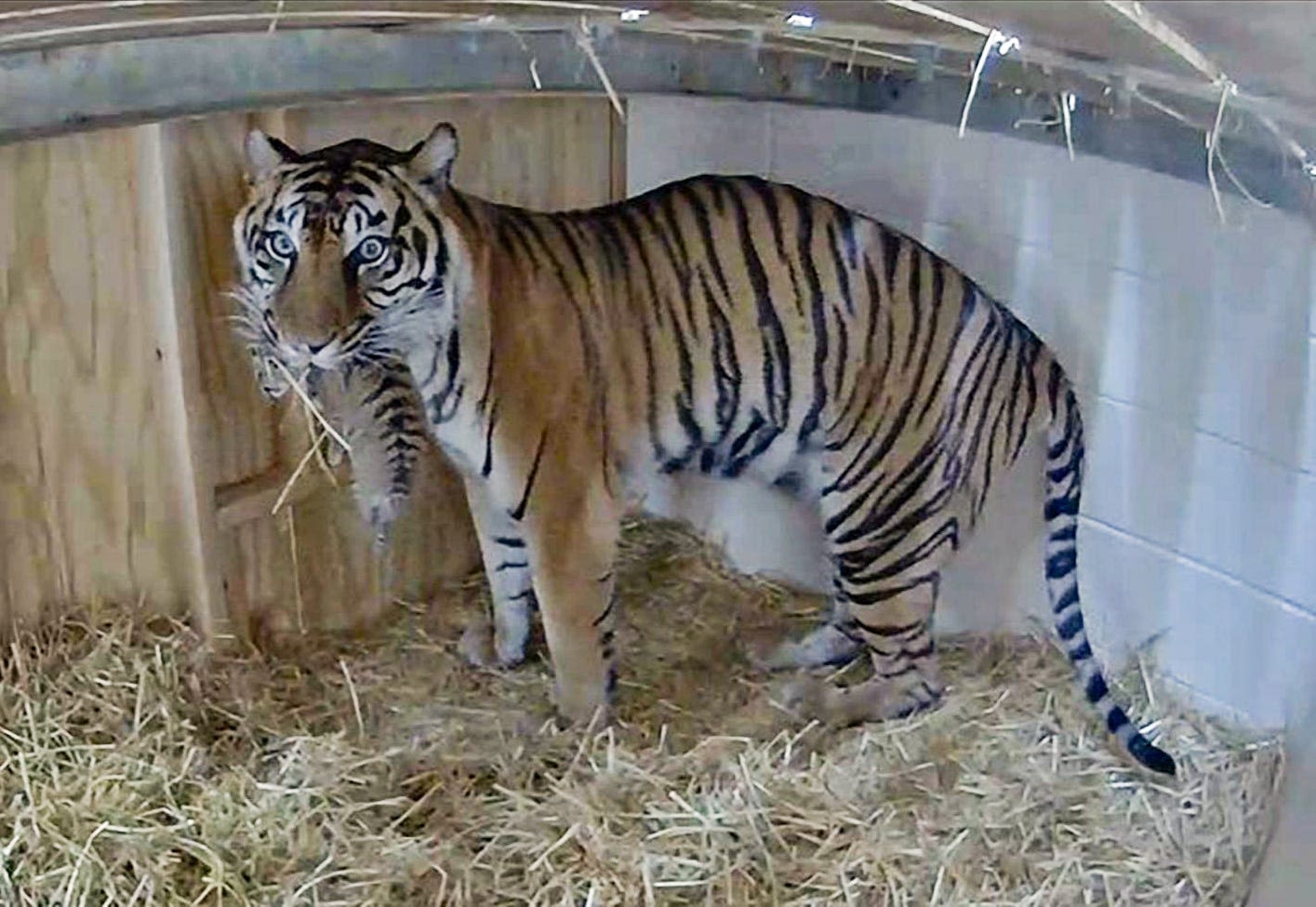 Louisville Zoo celebrates first Sumatran tiger cub born at facility in nearly 20 years