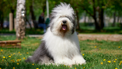 Old English Sheepdog Gets Into the Halloween Decorations and Total Chaos Ensues