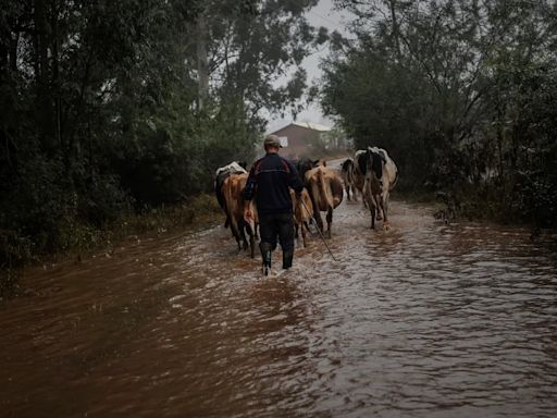 La lucha por sobrevivir en el sur de Brasil: agricultores intentan rehacer su vidas tras la destrucción que dejó las inundaciones