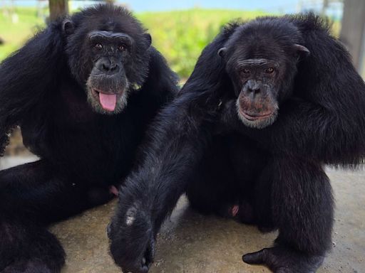 “Chimp Crazy”’s Primate Star Tonka Reunited with Long-Lost Son Cayleb at Florida Sanctuary