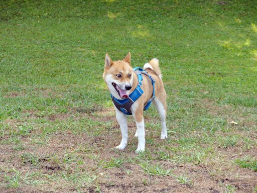 New green space for dogs, owners launches in DeBary's Bill Keller Park