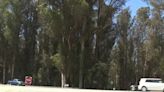 Over 200 eucalyptus trees to be removed from deadly highway stretch near Prunedale