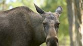 Aggressive moose attacks and injures 2 people in Colorado, winds up dead