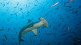 Several shark species are facing extinction. Here’s how you can help