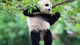 Giant Pandas