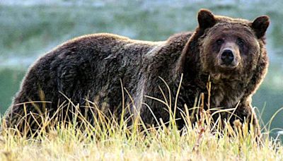 Idaho grizzly bear attacks hunter in 'surprise encounter'