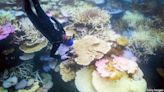 The Great Barrier Reef is seeing unprecedented coral bleaching