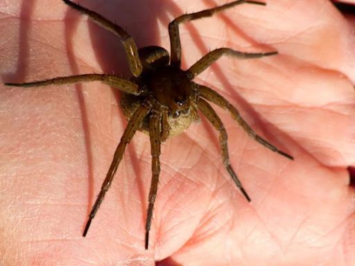 Spiders the size of rats invade UK in their thousands as homeowners warned