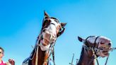 Budweiser Clydesdales: Learn all about the famous horses