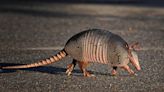 The Armadillo Is Breaching States It Has Never Been Seen in Before