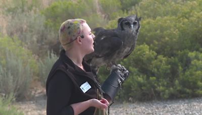 World Center for Birds of Prey shows off a wide variety of birds in 14th season of Fall Flights