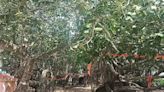 Celebrating A Century-old Banyan Tree In Karnataka: A Hub For Festivals And Devotion - News18