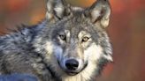 El aumento del número de lobos provoca protestas y reacciones encontradas en Europa