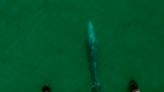 Huge Whale Shoots Hermosa Beach Pier in Crazy Viral Video (Watch)