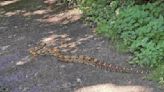 Dog walker gobsmacked as six-foot snake spotted in country park | ITV News