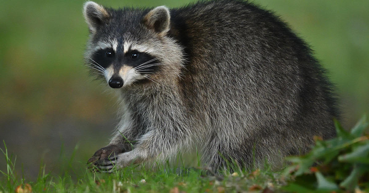 Raccoon interrupts soccer match between Philadelphia Union and New York City FC in Chester