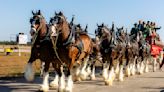Where to see the famous Budweiser Clydesdale horses in Pennsylvania in 2024