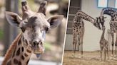 6-year-old giraffe dies after getting caught in gate at New York zoo