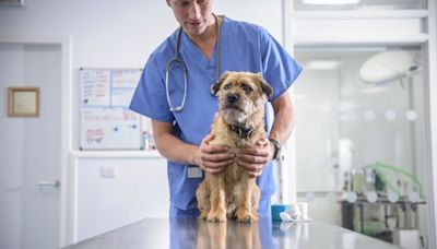 TV shows like Supervet push UK owners to spend heavily on pets