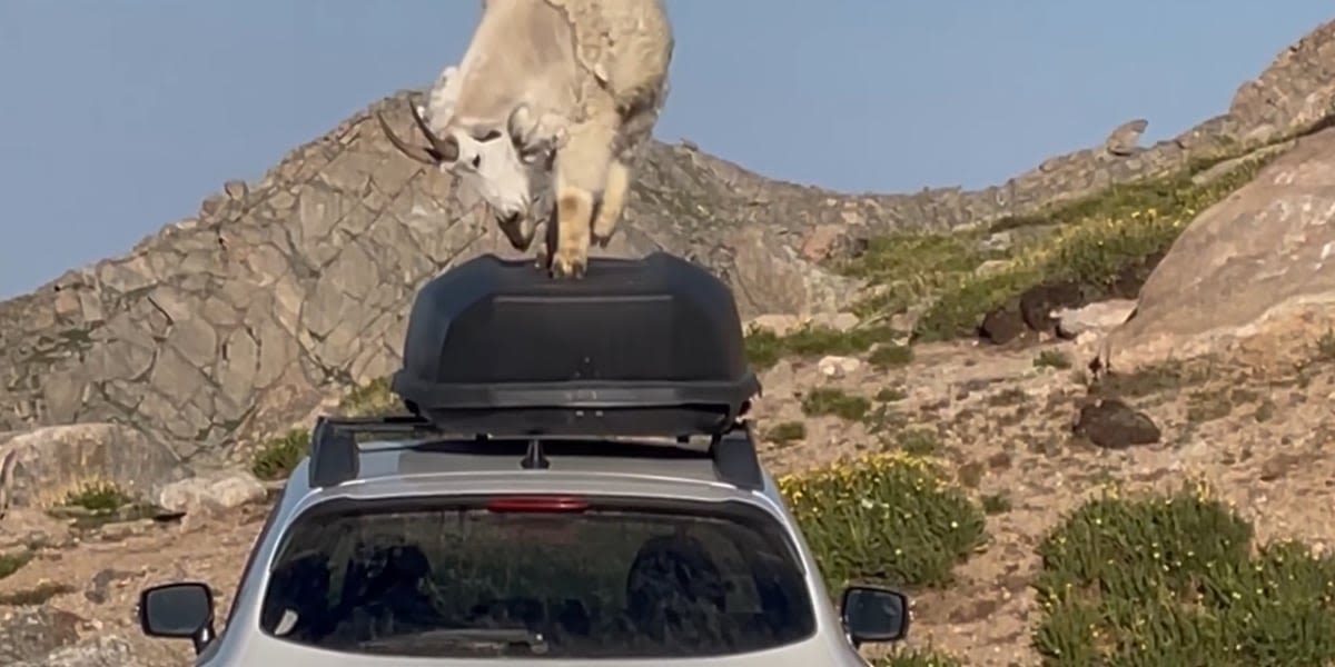 Mountain goat spotted ‘dancing’ on top of Subaru