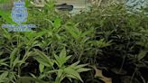 Al banquillo por cultivar 99 plantas de marihuana en un polígono industrial de Córdoba