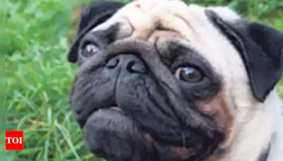 'Flat faced pets like Pugs suffer cruelty to look like that', appeal animal activists | Mumbai News - Times of India