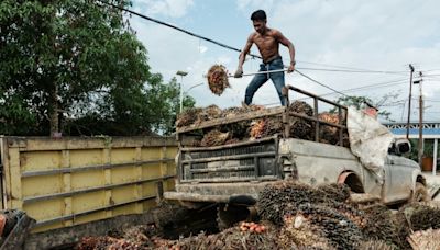 'Welcome relief': Asia producers hail EU deforestation law delay