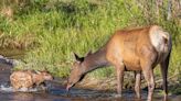 Nature Nuggets: Watch for baby elk…and protective mommas