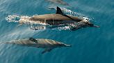 New Research Shows That Dolphins Baby Talk To Their Calves