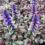 Bugleweed Ajuga Reptans Burgundy Glow