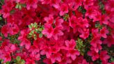 Why Aren’t My Azaleas Blooming? Grumpy Weighs In