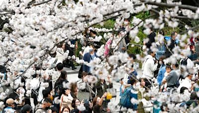 澀谷櫻花隧道變「無法地帶」！賞櫻客闖馬路拍照 逆行車差點撞上