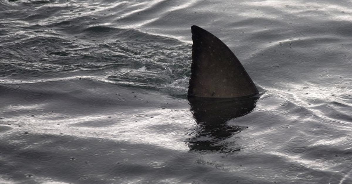 Teen dives onto shark and is bitten during lifeguard training camp in Florida