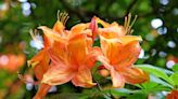 Deciduous azaleas just love the Pacific Northwest’s evergreen climate | HeraldNet.com