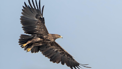 Eagles changed migration route to avoid Ukraine war