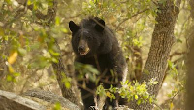 Bear Mauls 15-Year-Old Boy as He Watches TV in Arizona: ‘Got Him on the Nose and the Cheek’