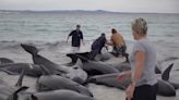 Volunteers working to save nearly 100 beached whales in Australia, but more than half have died