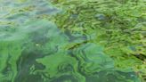 Fact-check: Sununu claims cyanobacteria are ‘not toxic’