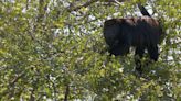 Semarnat inicia traslado de nueve crías de monos saraguatos a Centro de Conservación de Vida Silvestre