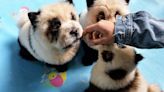 Zoo Had Interesting Excuse After Dyeing Dogs to Look Like Pandas