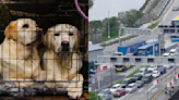 How and why pets are being smuggled into Singapore from Malaysia