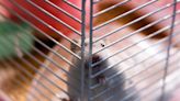 Hong Kong to resume hamster imports a year after mass cull over Covid