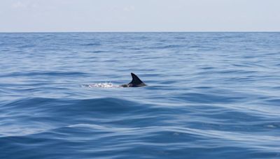 Florida man bitten by shark in Bahamas gives advice: Don’t be scared