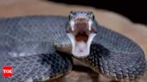 Breakthrough: Common blood thinner can be affordable antidote for cobra venom - Times of India