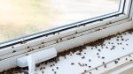 7 Types of Tiny Black Bugs That May Be the Pests Around Your Windows