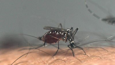 Cidade de São Paulo tem 42 vezes mais casos de dengue do que no mesmo período de 2023