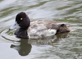 Lesser scaup